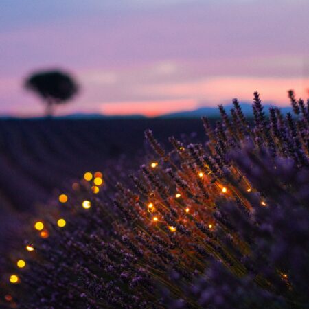 Lavendel mix